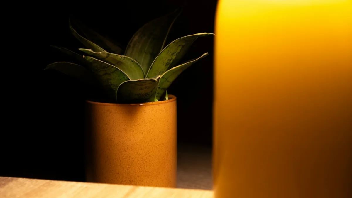 Ce que veut dire « sans lumière » pour une plante